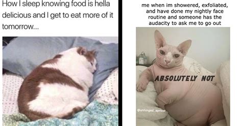 fat kitten meme|chonky cat memes.